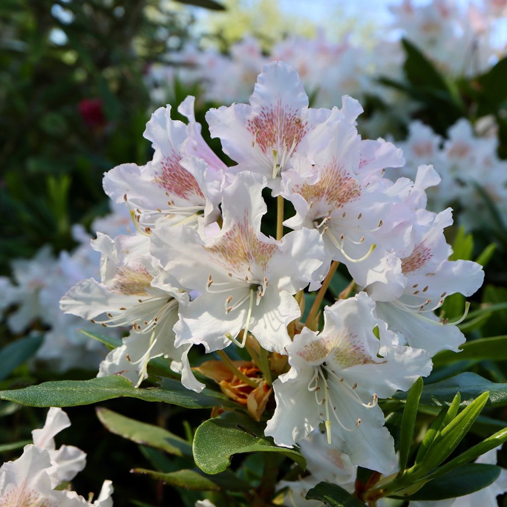 Valkoalppiruusu Cunningham's White