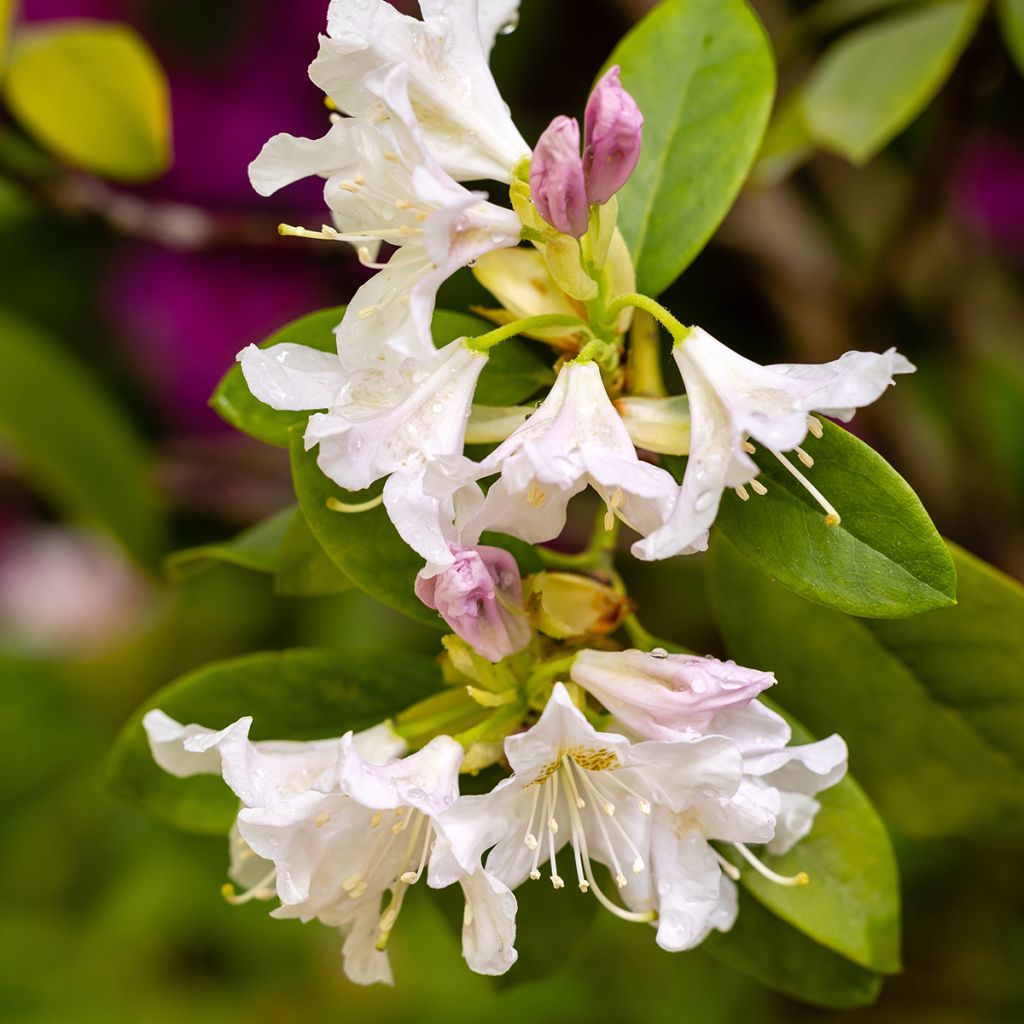 Valkoalppiruusu Cunningham's White