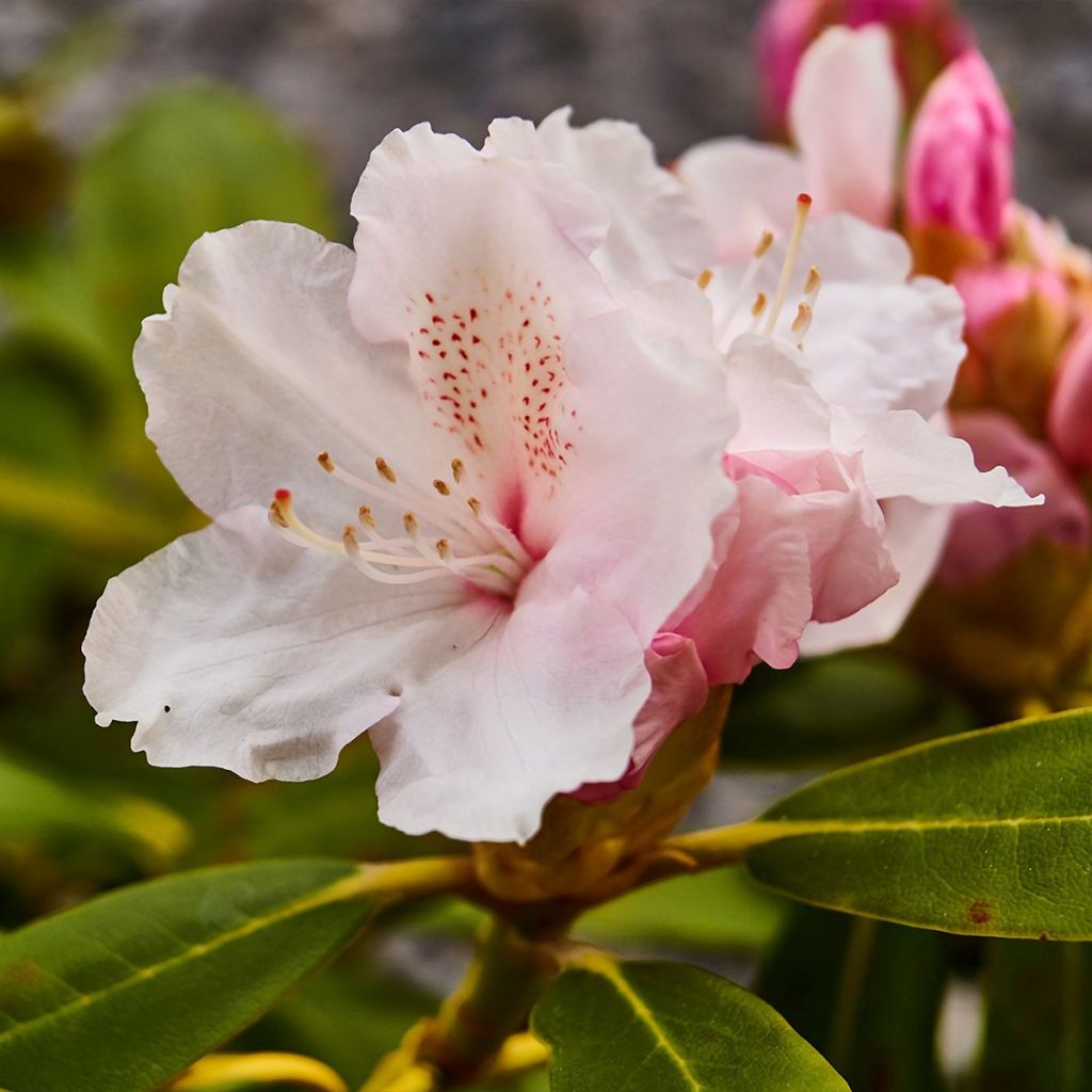 Valkoalppiruusu Cunningham's White