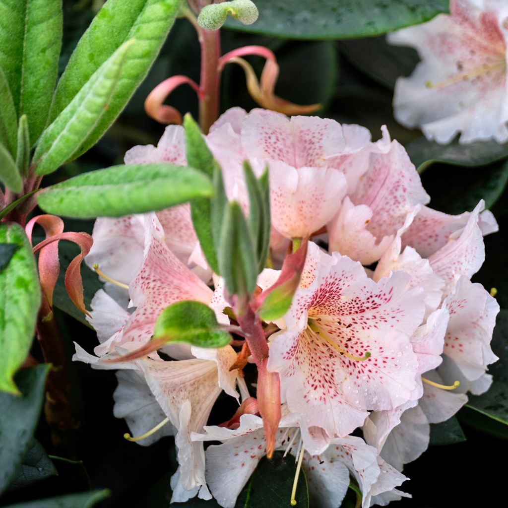 Valkoalppiruusu Cunningham's White