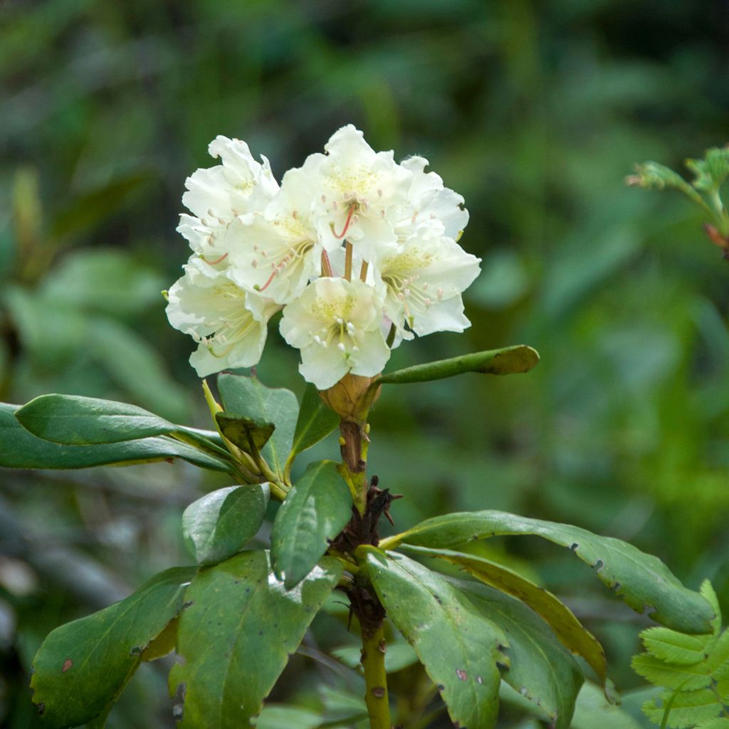 Valkoalppiruusu Cunningham's White
