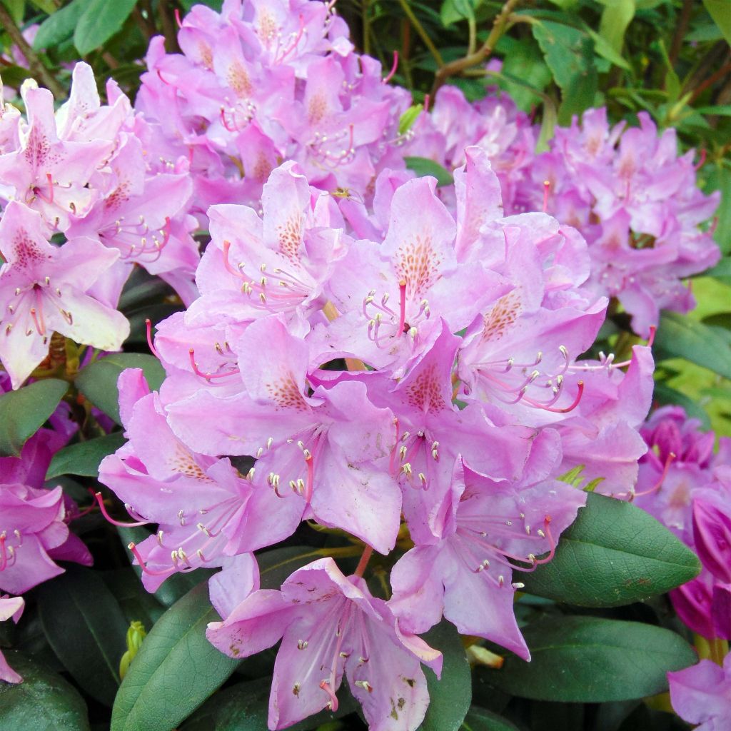 Puistoalppiruusu Roseum Elegans