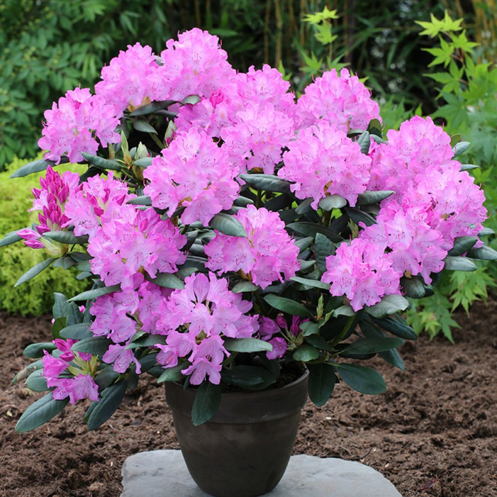 Puistoalppiruusu Easydendron INKARHO English Roseum