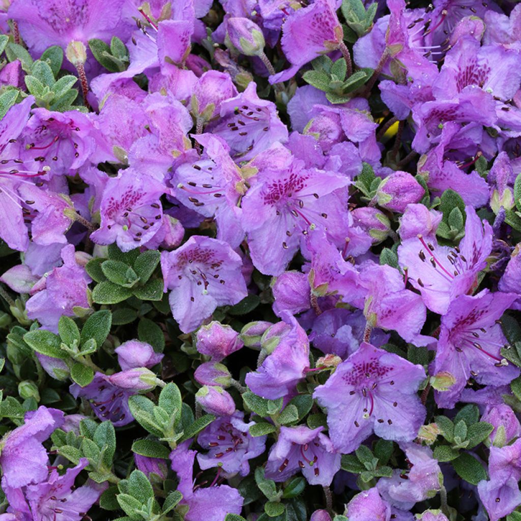 Mattoalppiruusu - Rhododendron keleticum