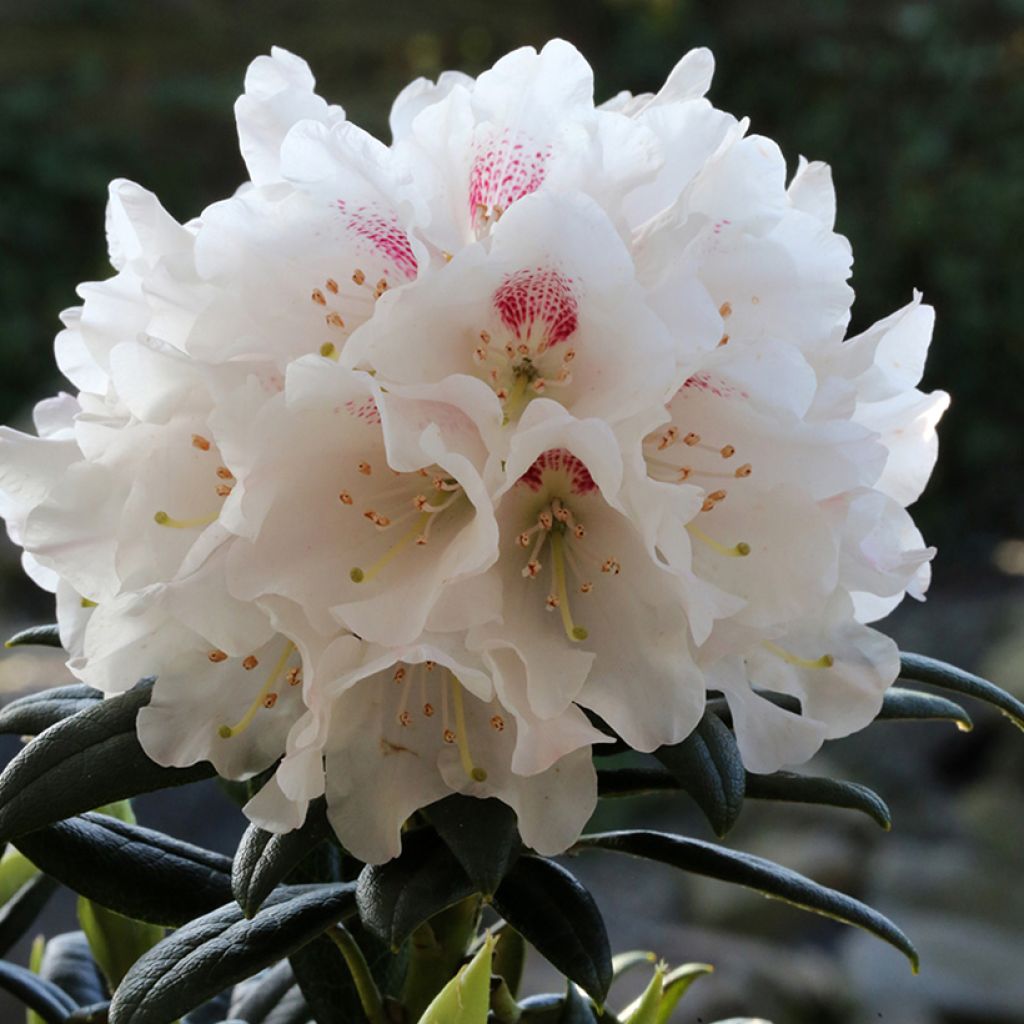 Alppiruusu Blewbury