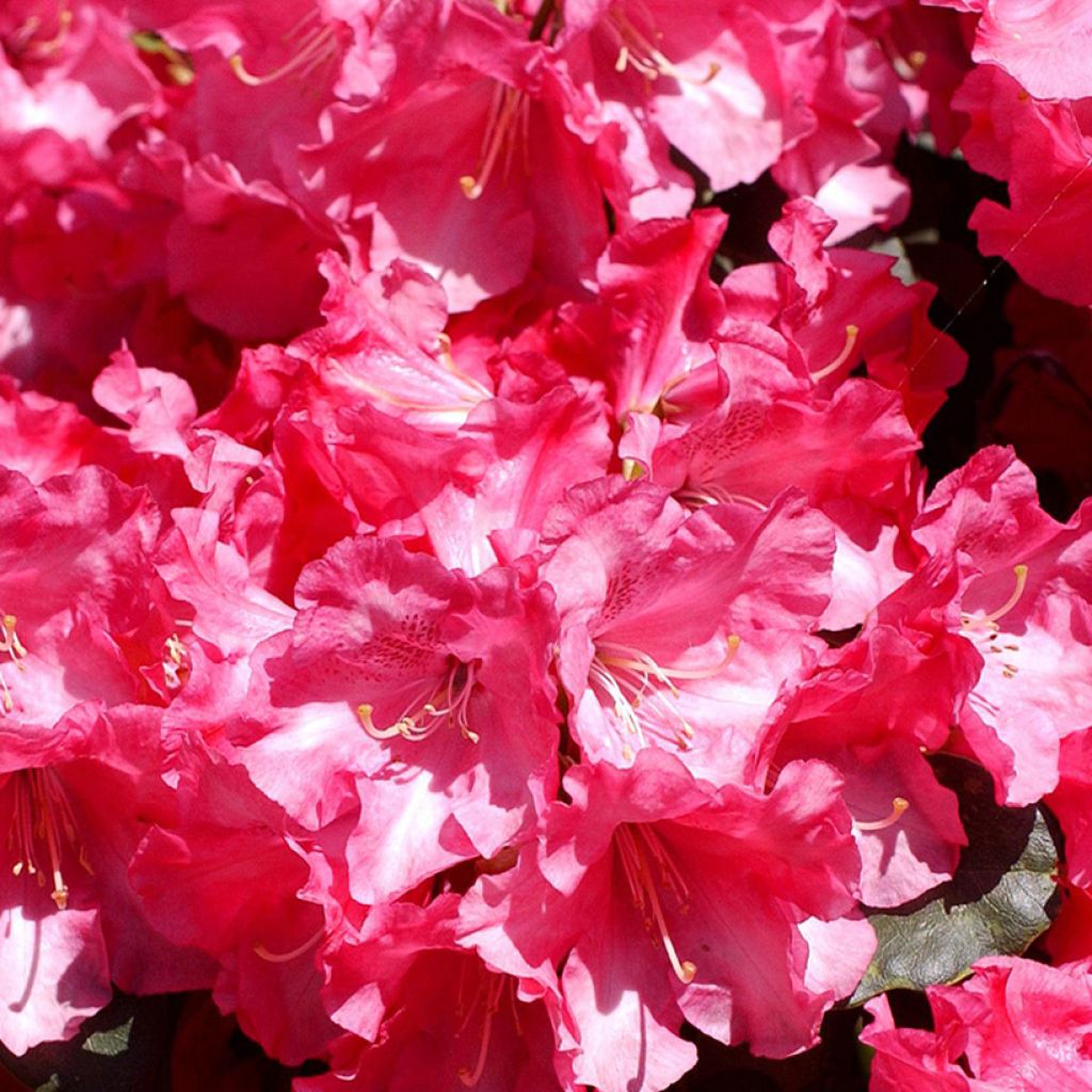 Kelloalppiruusu Gartendirektor Glocker