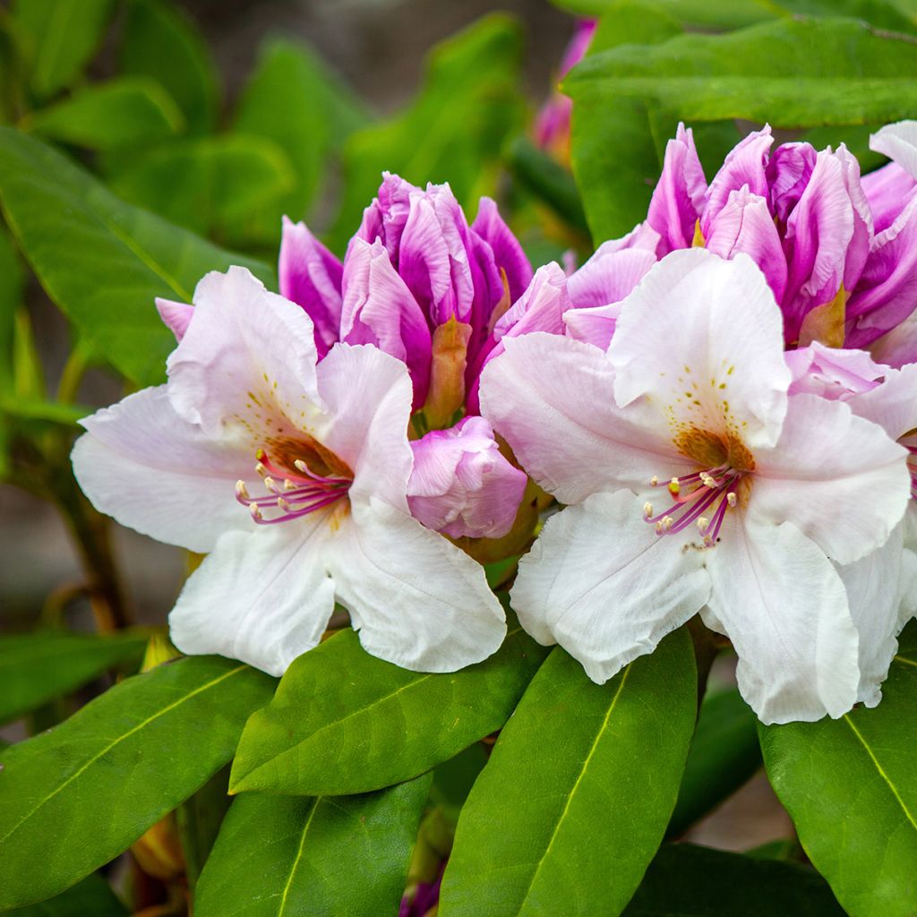 Kelloalppiruusu Gartendirektor Rieger