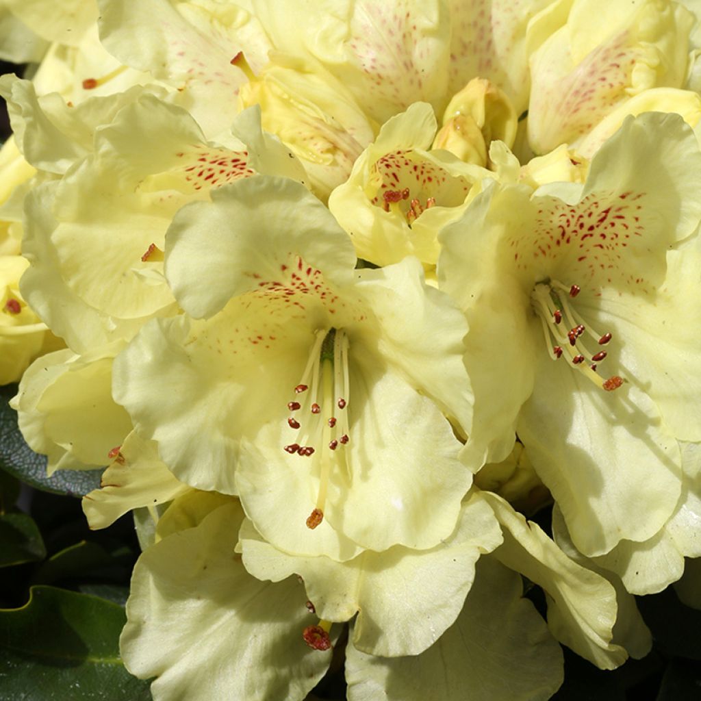 Yakushimanalppiruusu Easydendron Bohlken's Laura