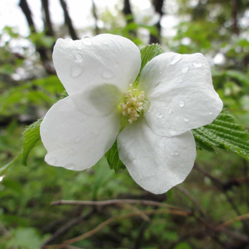 Lumipikihelmi - Rhodotypos scandens