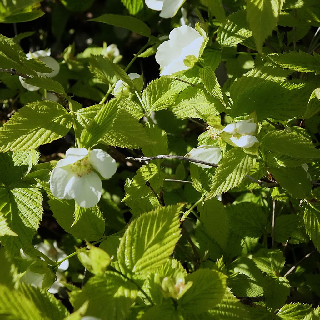 Lumipikihelmi - Rhodotypos scandens
