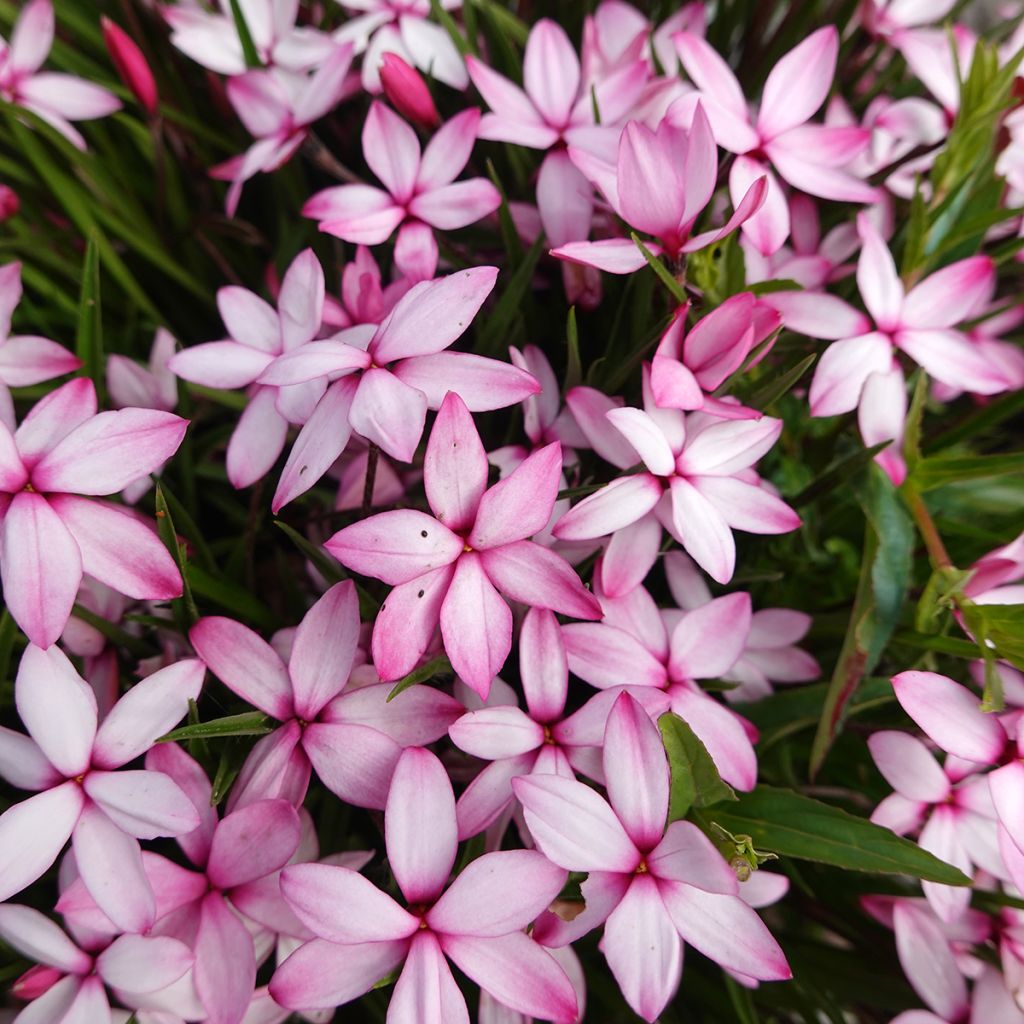 X Rhodoxis Abigail