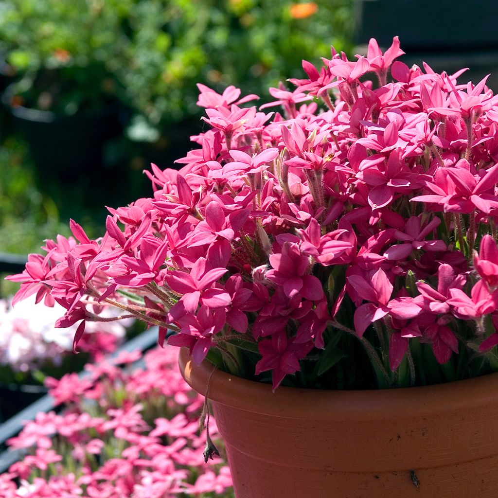 X Rhodoxis Red Alert