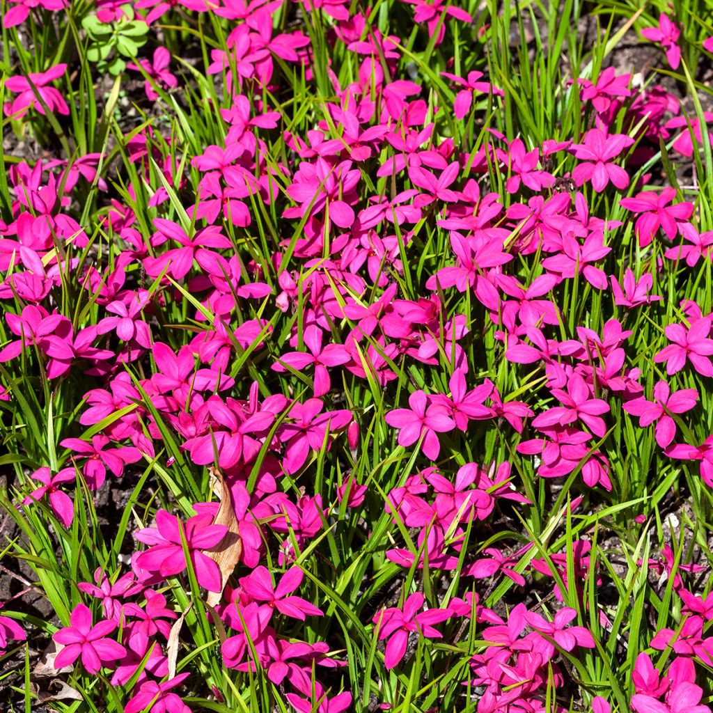 X Rhodoxis Red Alert
