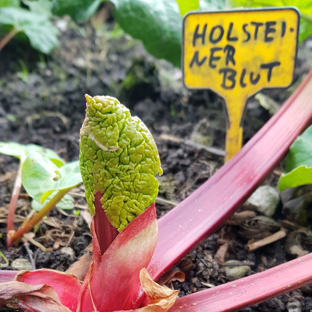 Raparperi Holsteiner Blut