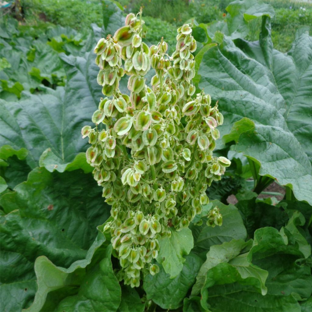 Tarharaparperi luomu - Rheum raponticum