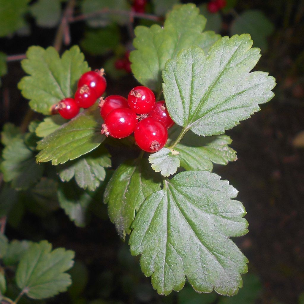Taikinamarja - Ribes alpinum