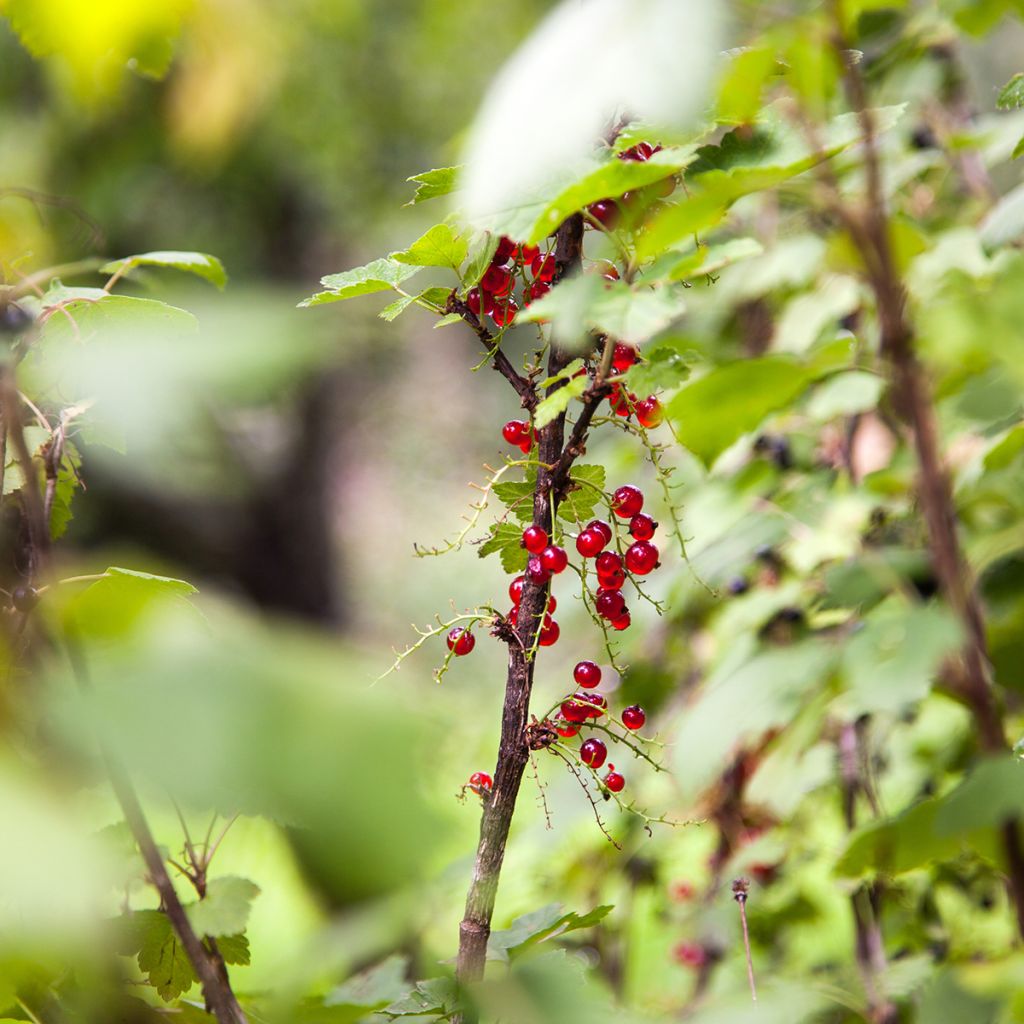 Taikinamarja - Ribes alpinum