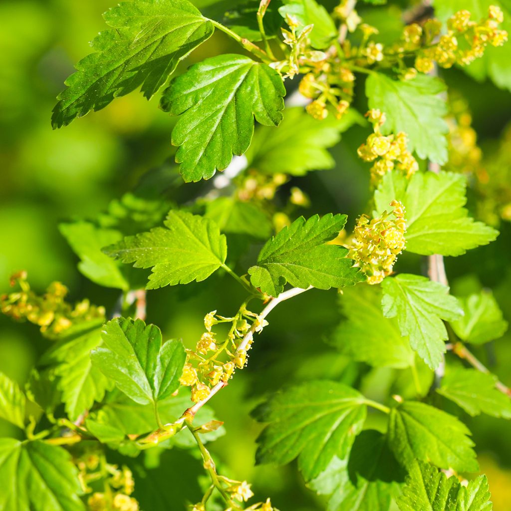Taikinamarja - Ribes alpinum