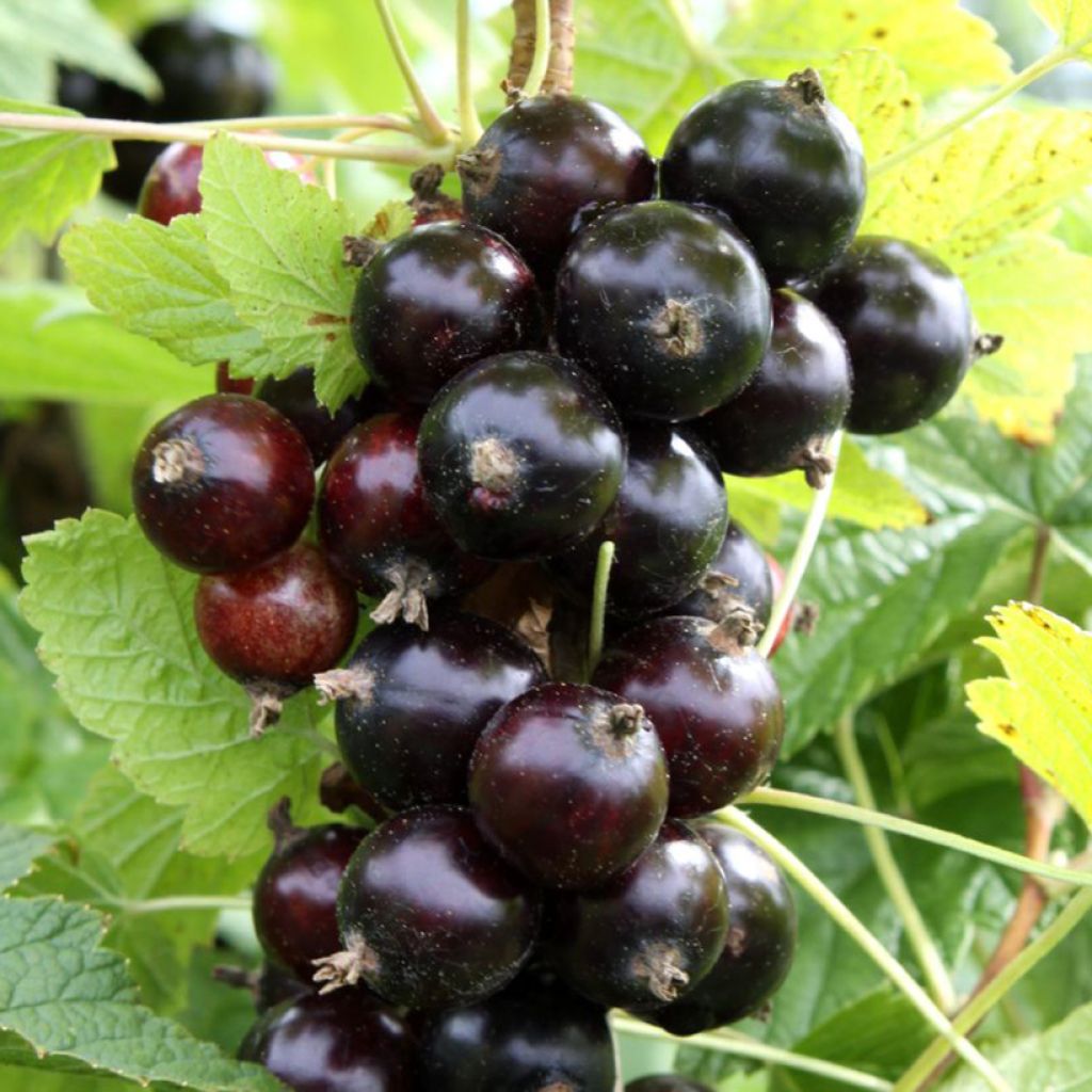 Mustaherukka Cassissima Black Marble