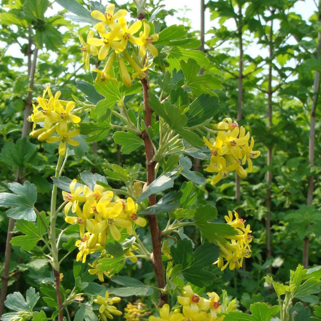Herukka - Ribes odoratum