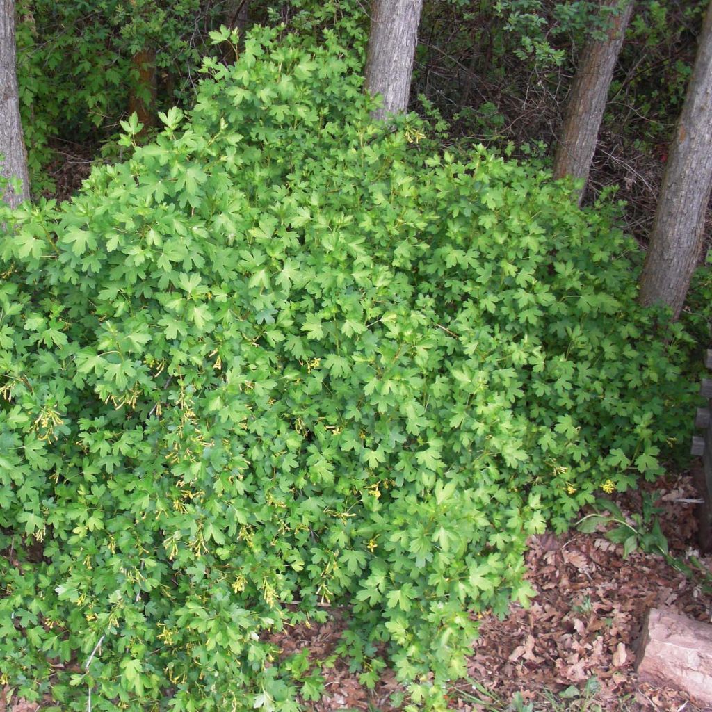 Herukka - Ribes odoratum