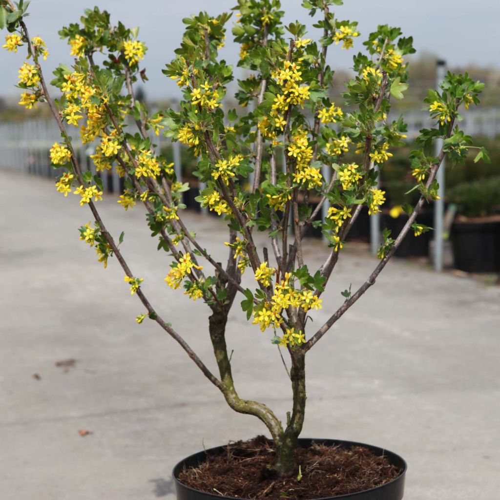 Herukka - Ribes odoratum