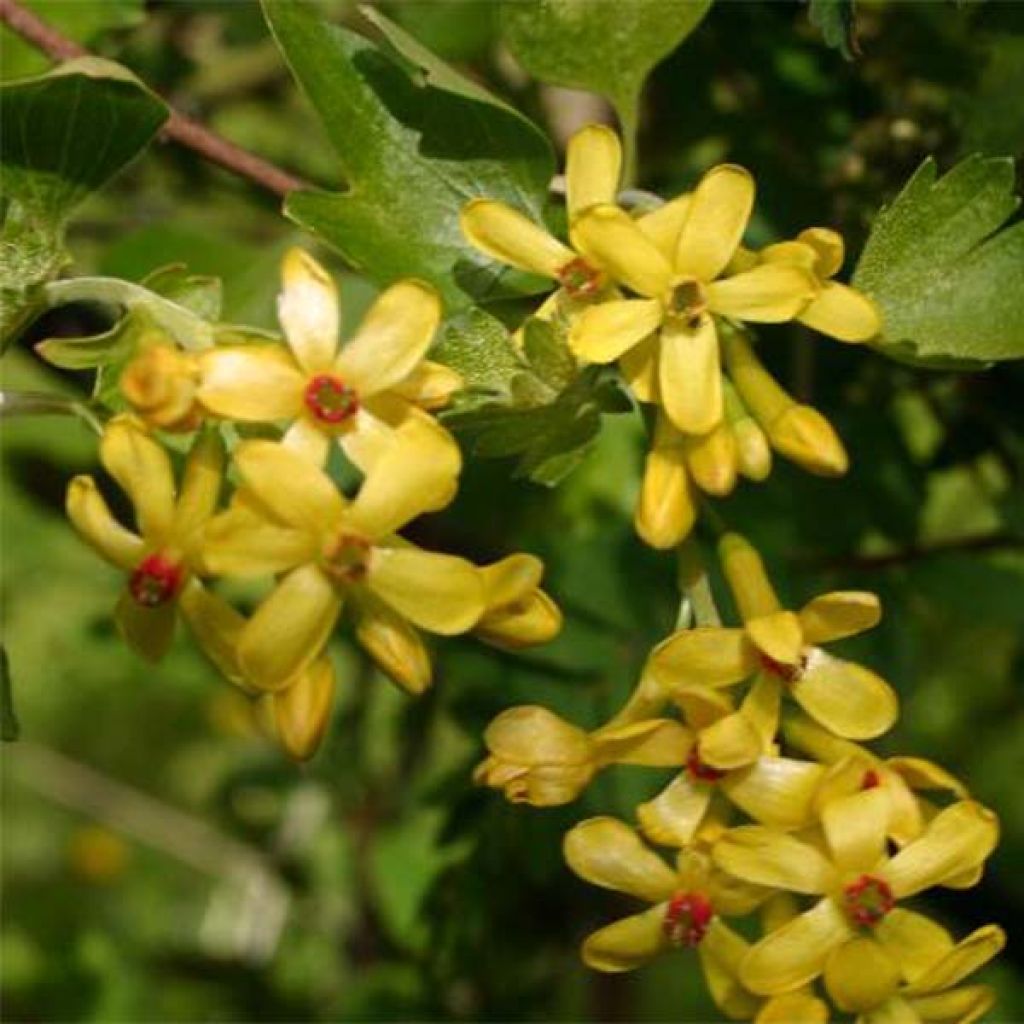 Herukka - Ribes odoratum