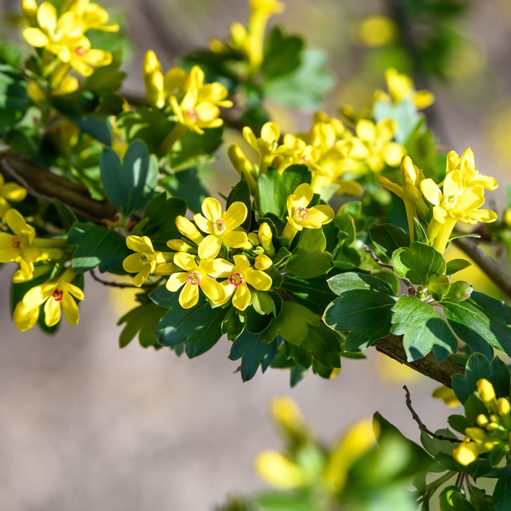Herukka - Ribes odoratum