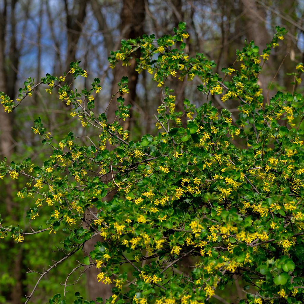 Herukka - Ribes odoratum