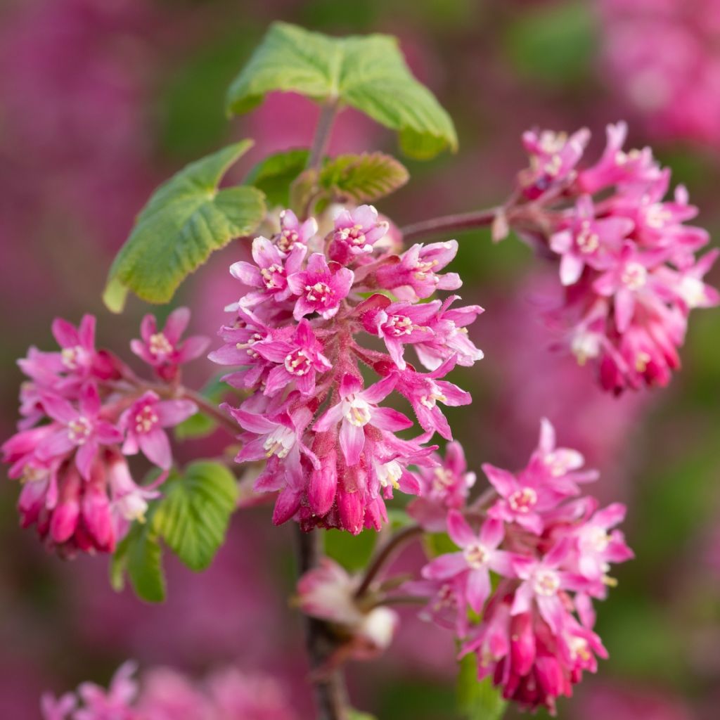 Ruusuherukka - Ribes sanguineum