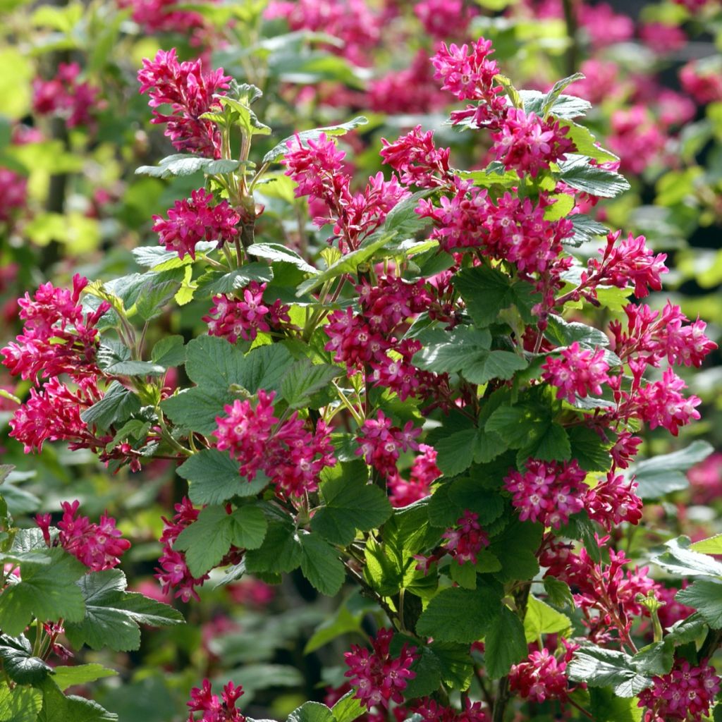 Ruusuherukka - Ribes sanguineum