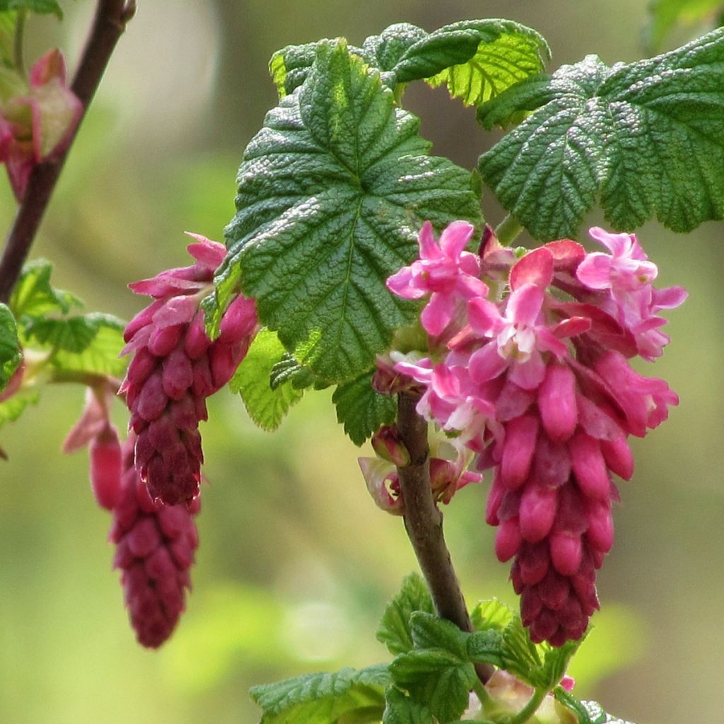 Ruusuherukka - Ribes sanguineum