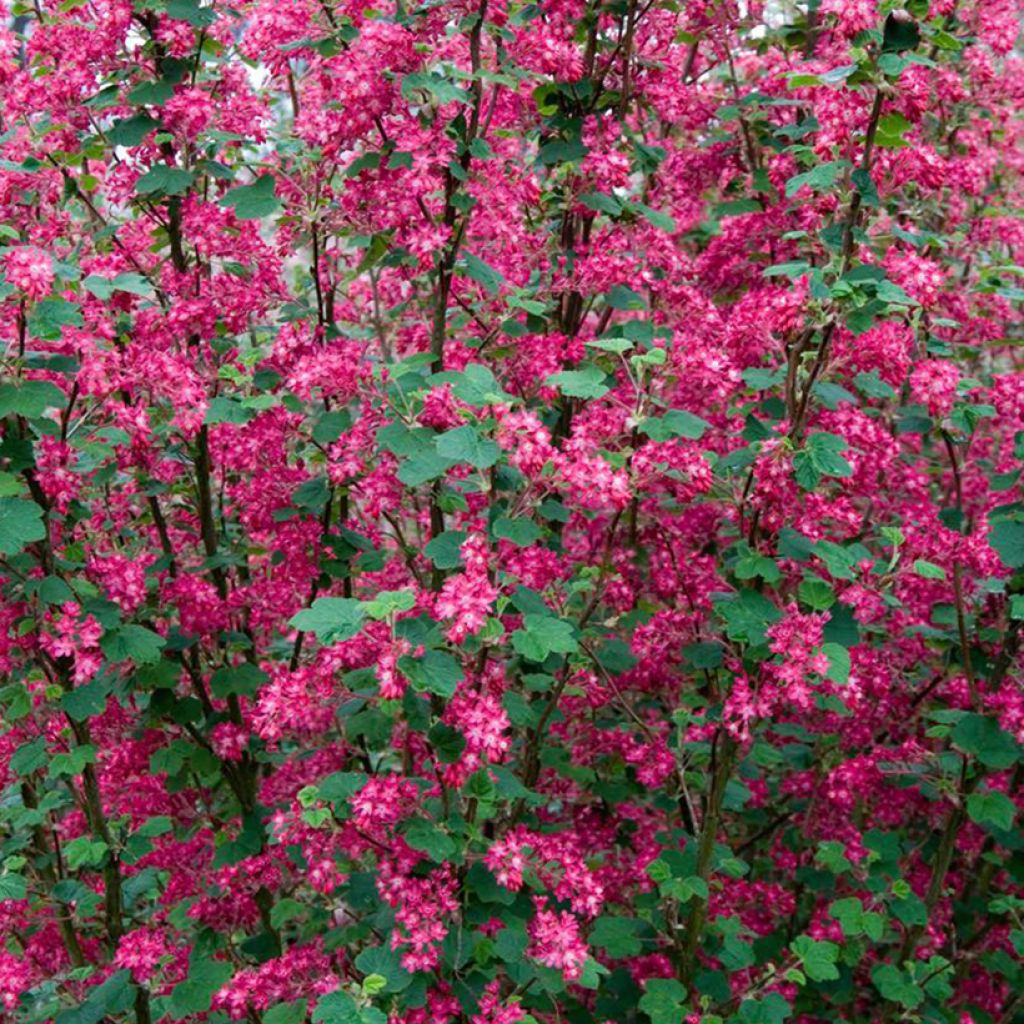 Ruusuherukka Pulborough Scarlet