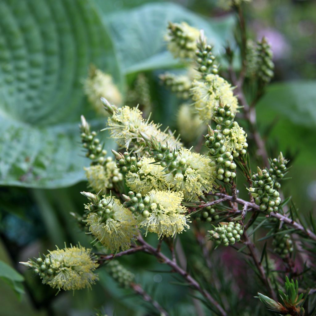 Rince-bouteilles - Callistemon pityoides Widicom Gem