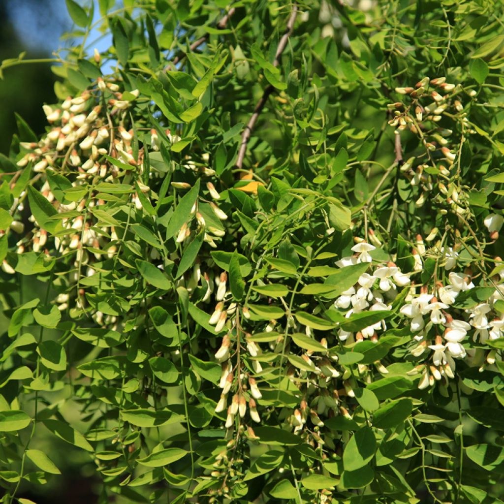 Valkovaleakaasia Semperflorens