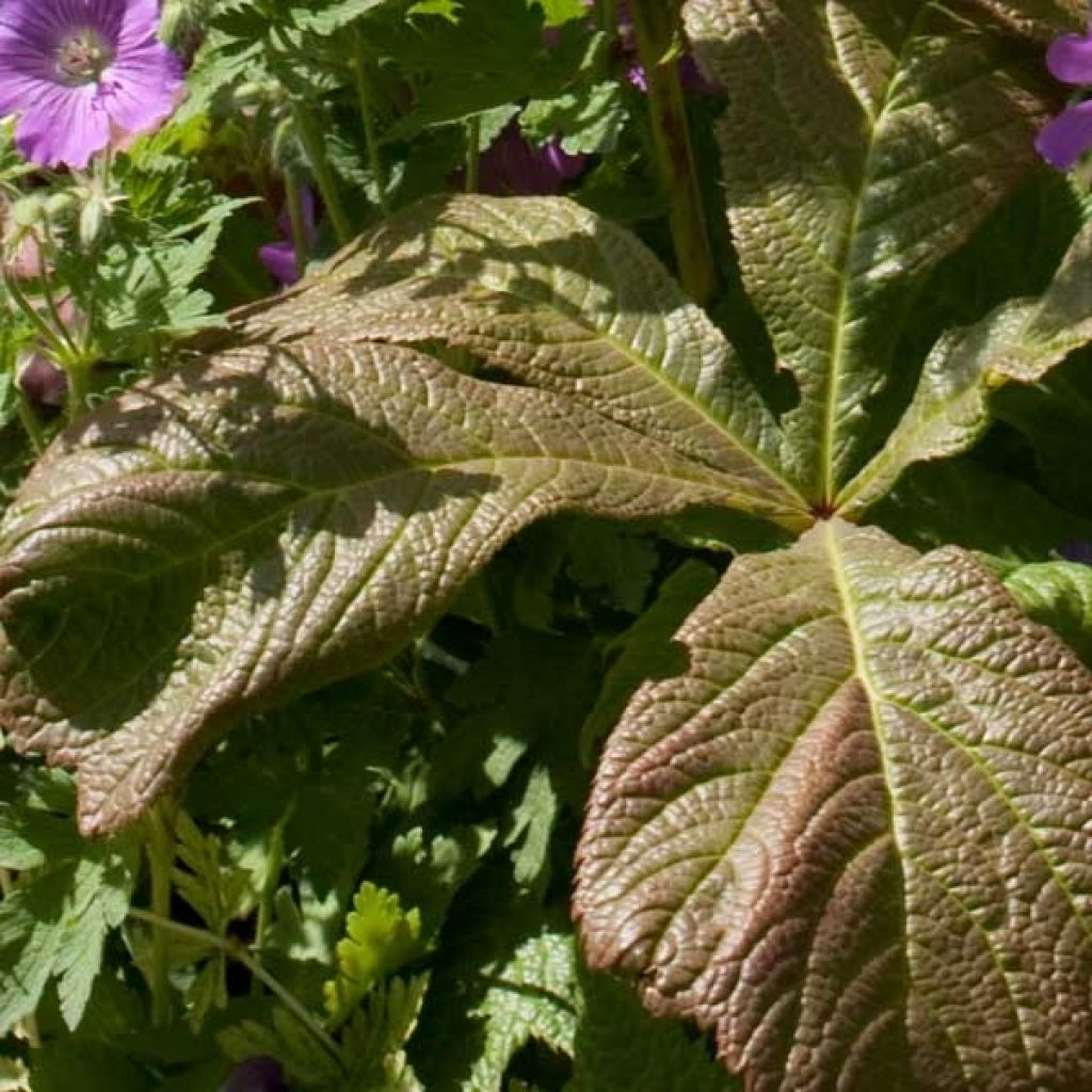 Sormivaleangervo - Rodgersia aesculifolia