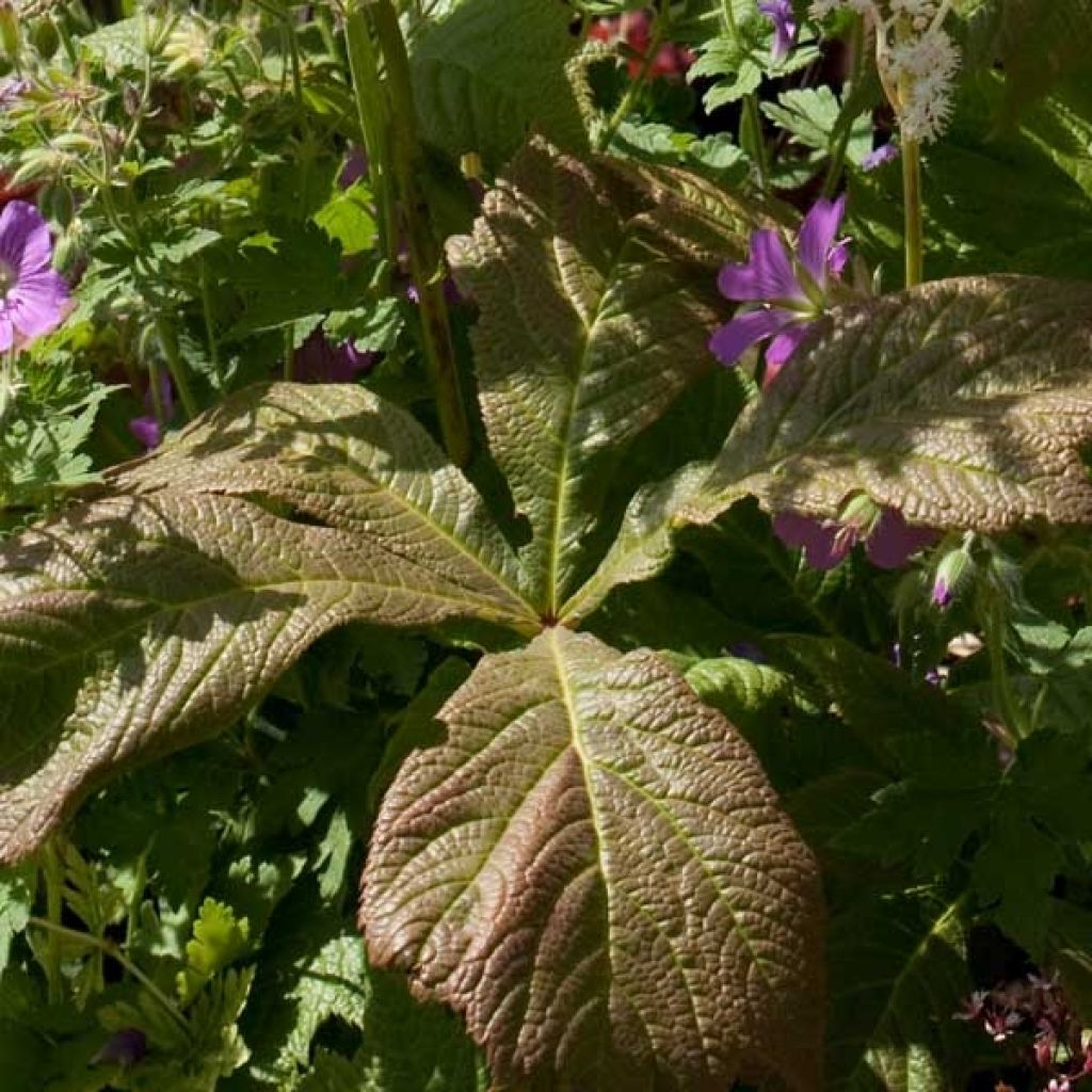 Sormivaleangervo - Rodgersia aesculifolia