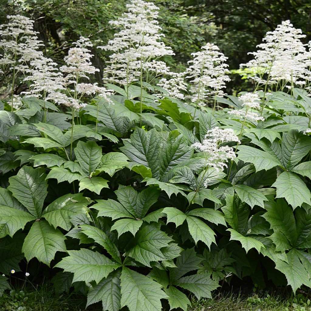 Sormivaleangervo La Blanche