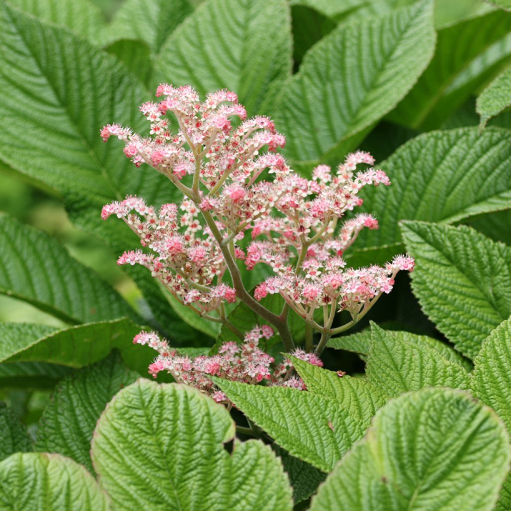 Sormivaleangervo - Rodgersia aesculifolia var. henrici