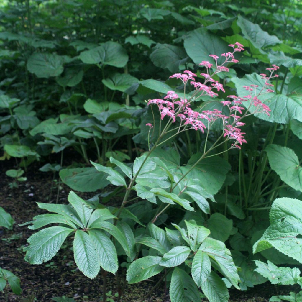 Sulkavaleangervo Elegans