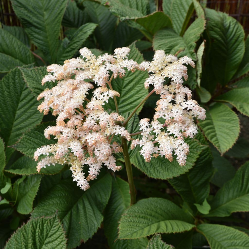 Sulkavaleangervo - Rodgersia pinnata