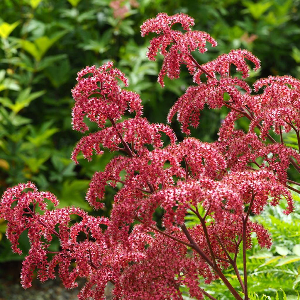 Sulkavaleangervo - Rodgersia pinnata