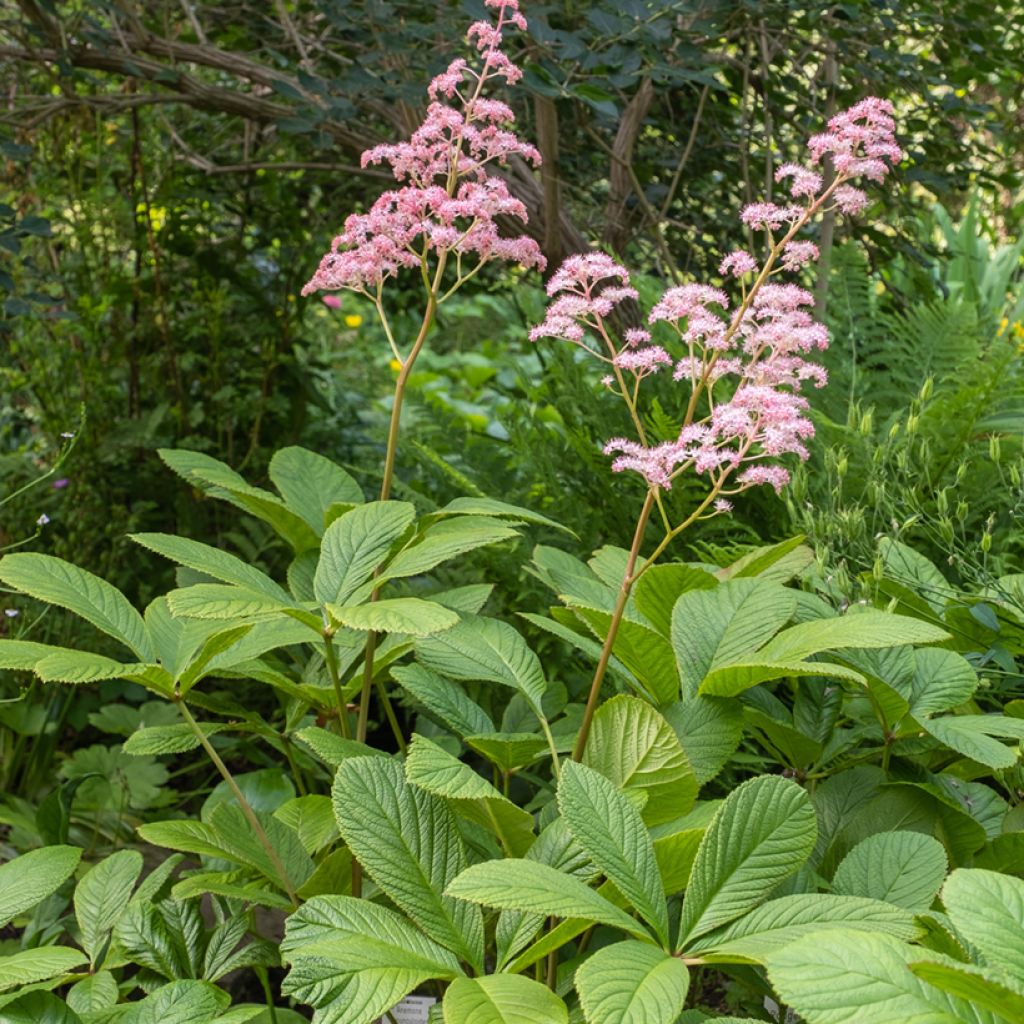 Sulkavaleangervo - Rodgersia pinnata