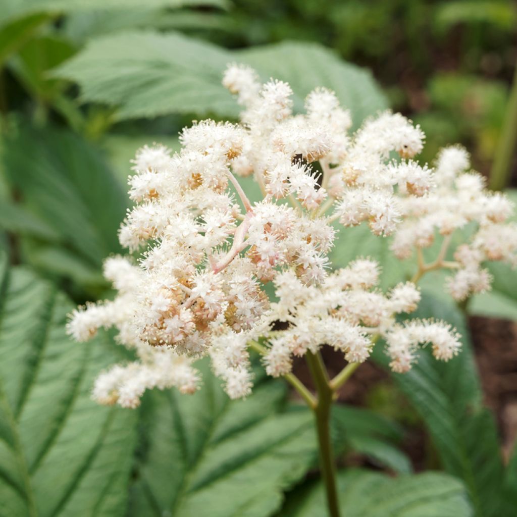 Sädevaleangervo - Rodgersia sambucifolia