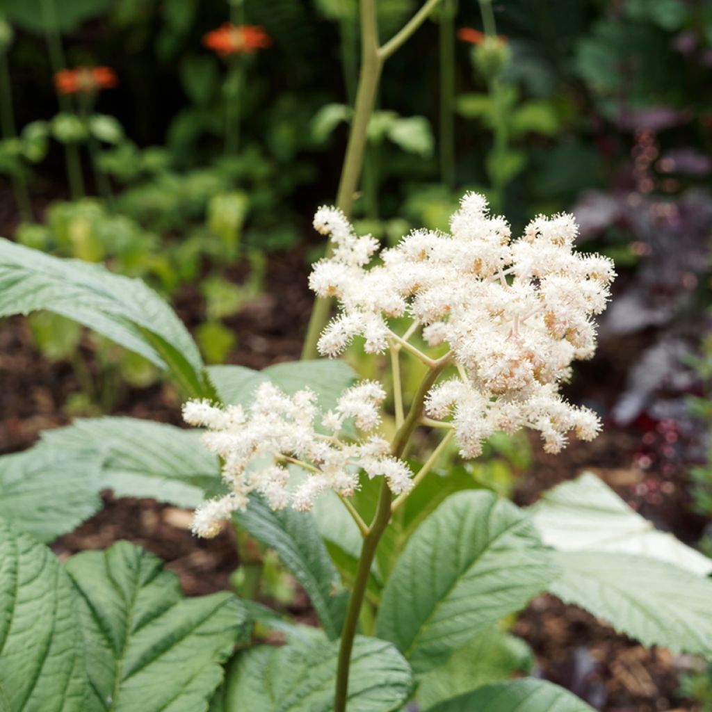 Sädevaleangervo - Rodgersia sambucifolia