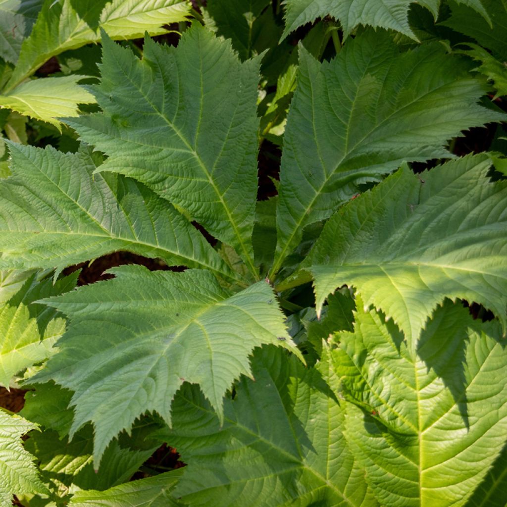 Sädevaleangervo - Rodgersia sambucifolia
