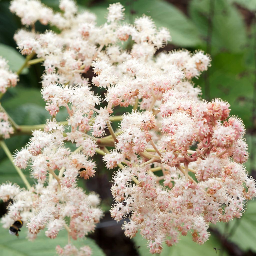 Sädevaleangervo - Rodgersia sambucifolia