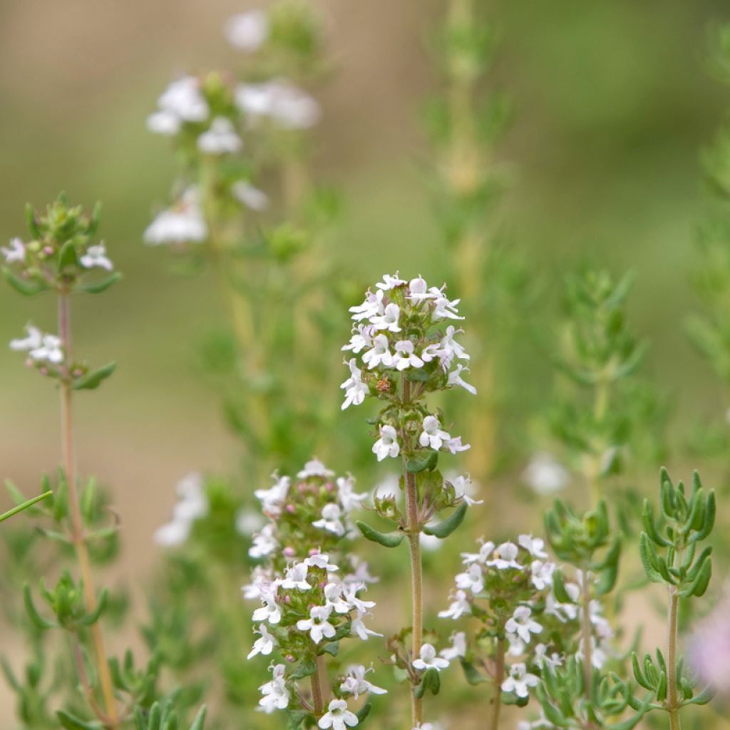 Rosmariini Albiflorus