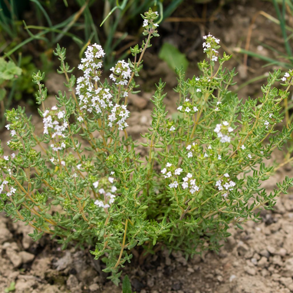 Rosmariini Albiflorus