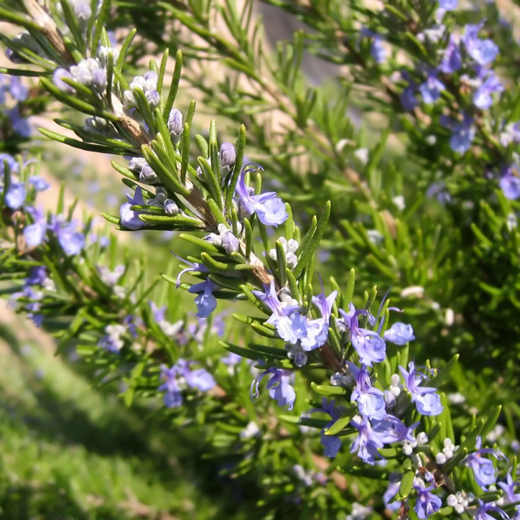 Rohtorosmariini (rosmariini) luomu - Rosmarinus officinalis